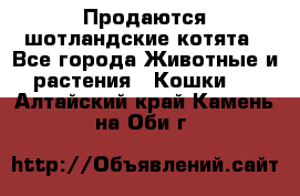 Продаются шотландские котята - Все города Животные и растения » Кошки   . Алтайский край,Камень-на-Оби г.